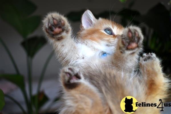 thechubbyfacedcat Picture 3